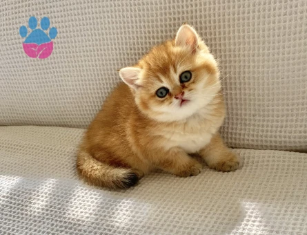 Safkan Golden NY 12 Ayıcık suratlı zümrüt gözlü Bebiş