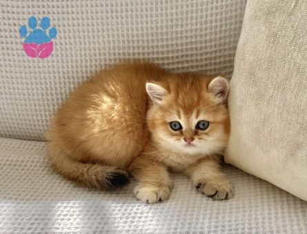 Safkan Golden NY 12 Ayıcık suratlı zümrüt gözlü Bebiş