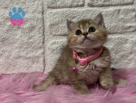 British Shorthair Tabby Dişi 2 Aylık