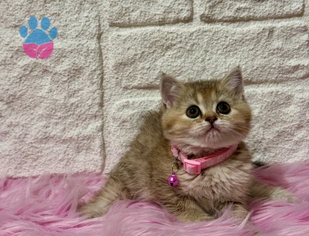 British Shorthair Tabby Dişi 2 Aylık
