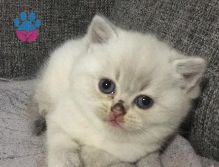 2 AYLİK BRİTİSH SHORTHAİR