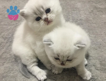 2 AYLİK BRİTİSH SHORTHAİR