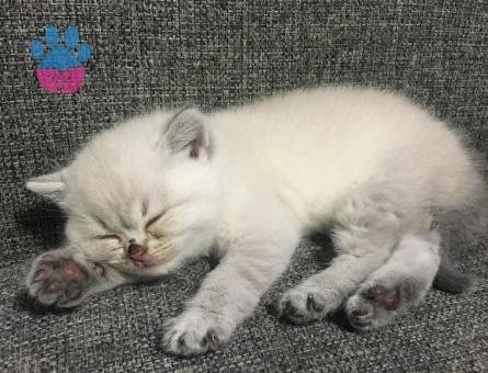 2 AYLİK BRİTİSH SHORTHAİR