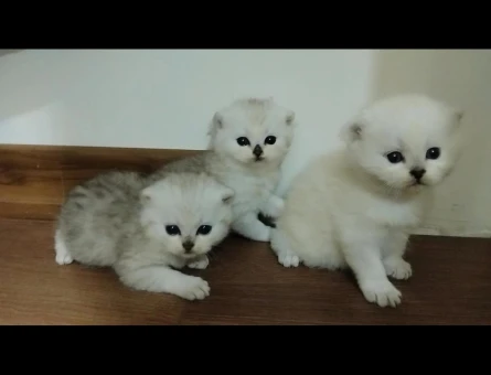 Safkan Yavrularımıza Yeni Yuva Arıyoruz