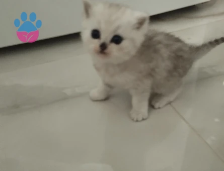 Safkan Yavrularımıza Yeni Yuva Arıyoruz