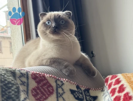 British Shorthair 1 Yaşında Erkek