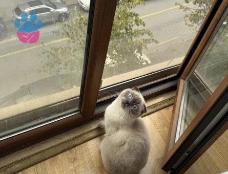 British Shorthair 1 Yaşında Erkek