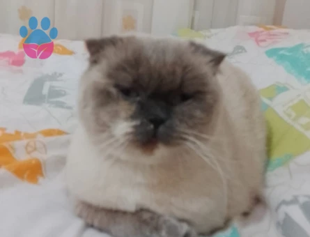 Scottish Fold 2 Yaşında Kızgınlıkta