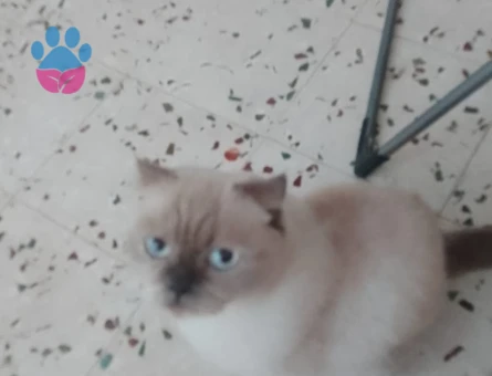 Scottish Fold 2 Yaşında Kızgınlıkta