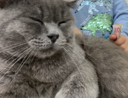 1 Yaşında British Shorthair Kedim Eş Arıyor