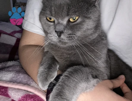 1 Yaşında British Shorthair Kedim Eş Arıyor
