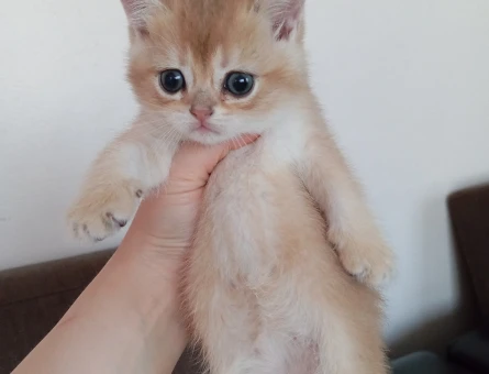 Golden British Shorthair 2 Aylık