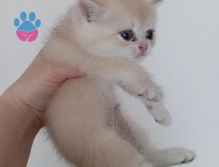 Golden British Shorthair 2 Aylık