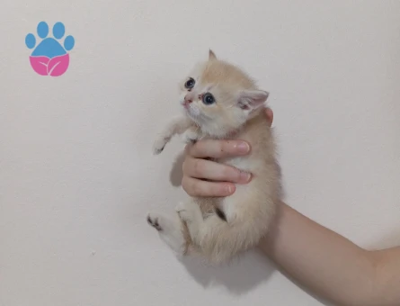 Golden British Shorthair 2 Aylık