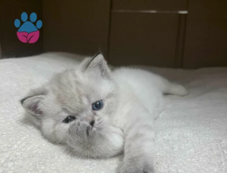 Biritish shorthair blue point yavrular yuva arıyor