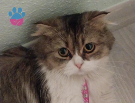 British longhair 1 Yaşında Dişi Kedim Yuva Arıyor