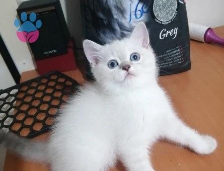 British Shorthair Kaliteli yavrular