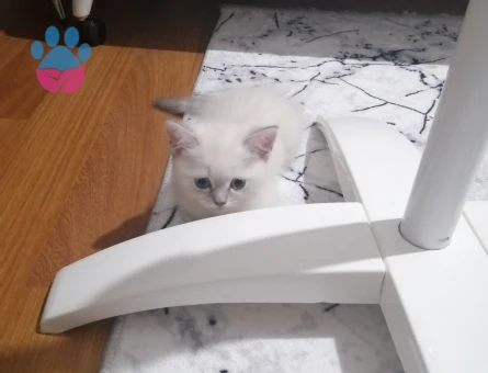 British Shorthair Kaliteli yavrular