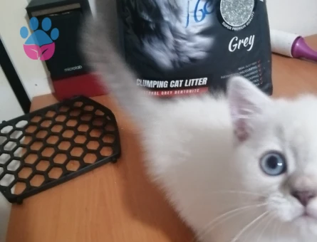 British Shorthair Kaliteli yavrular