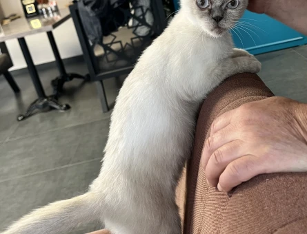 Sokağa atılmış cins kedi - 4549