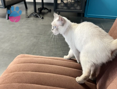Sokağa atılmış cins kedi