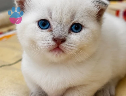 Scottish yavru kedi 1 Yaşında