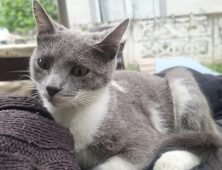 8 Aylık Kısırlaştırılmış Dişi Kedi - 4559