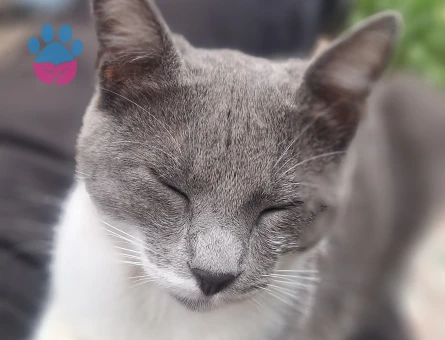 8 Aylık Kısırlaştırılmış Dişi Kedi