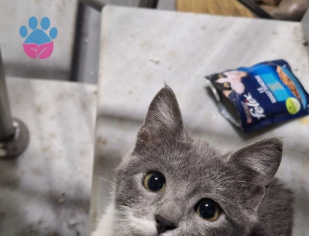 8 Aylık Kısırlaştırılmış Dişi Kedi