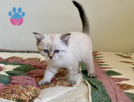 British Shorthair Colourpoint Dişi Yavru