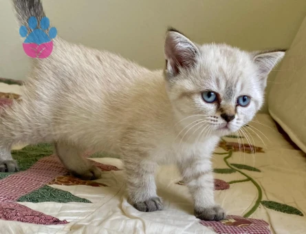 British Shorthair Colourpoint Dişi Yavru