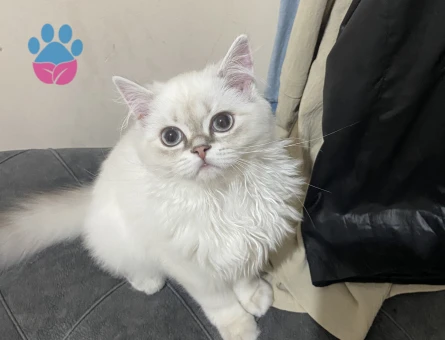 British Longhair Dişi 6 Aylık