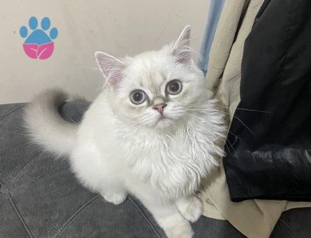 British Longhair Dişi 6 Aylık