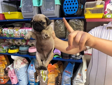 RUHSATLI İŞLETMEDEN PUG YAVRULARIM - 5129