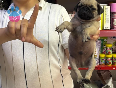 RUHSATLI İŞLETMEDEN PUG YAVRULARIM