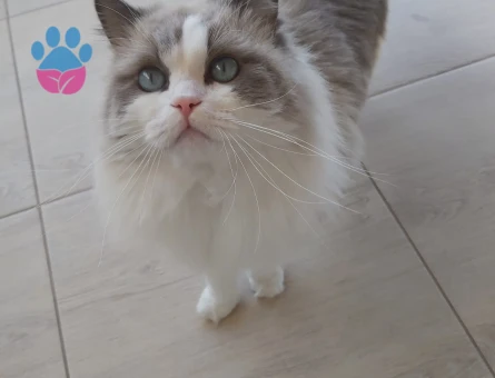 Erkek ragdoll SAFKAN 3 Yaşında - 5132