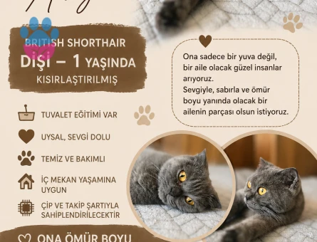 İzmir içi çip ve sözleşme şartıyla ömürlük yuvasını arıyorum