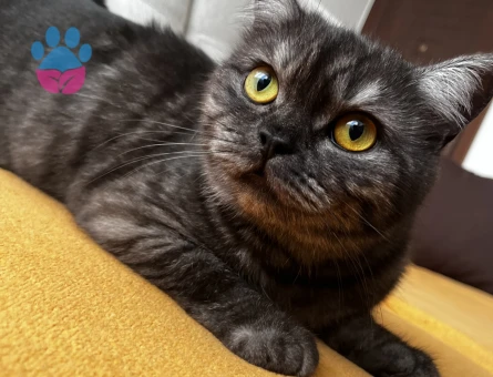 British Shorthair Bal gözlü kızımıza Eş arıyoruz - 118984460