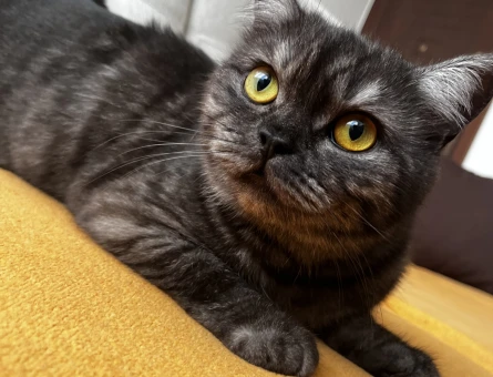 British Shorthair Bal gözlü kızımıza Eş arıyoruz - 118984460