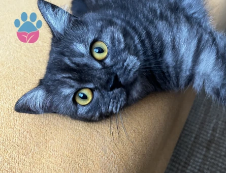 British Shorthair Bal gözlü kızımıza Eş arıyoruz