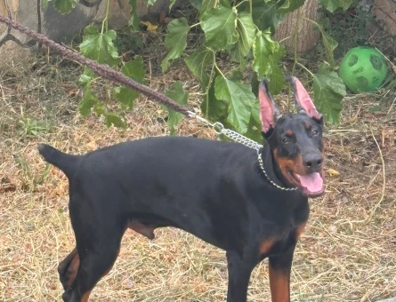 Scr li üst kalite doberman yavrular - 5134