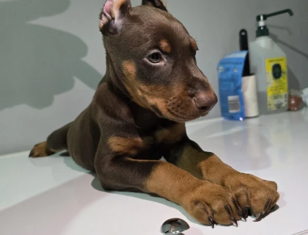 Kızıl ve siyah estetikli doberman yavrular - 5136
