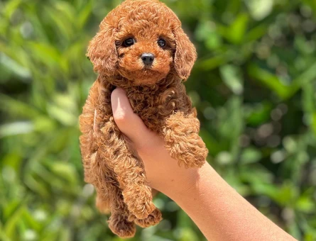 Her renkten toy ve kore poodle yavrular - 5137