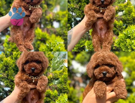 Her renkten toy ve kore poodle yavrular