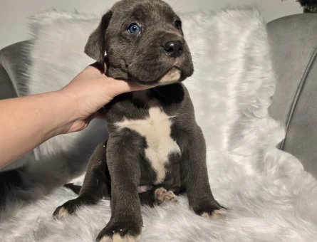 Blue ve siyah dev cane corso yavrular - 5138