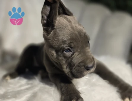 Blue ve siyah dev cane corso yavrular