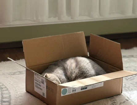 Scottish Fold Dünyanın En Sakin Kedisi Thor - 5139