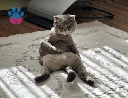 Scottish Fold Dünyanın En Sakin Kedisi Thor