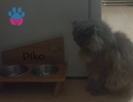 Scottish kırması kedi 2 Yaşında