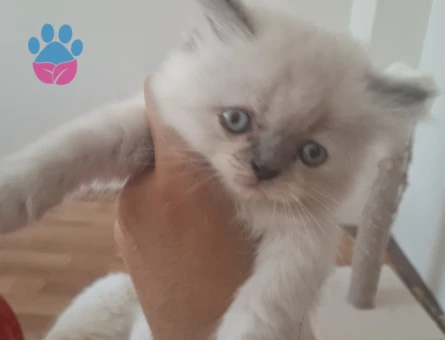SCOTTİSH VE İRAN KEDİSİ KIRMASI
